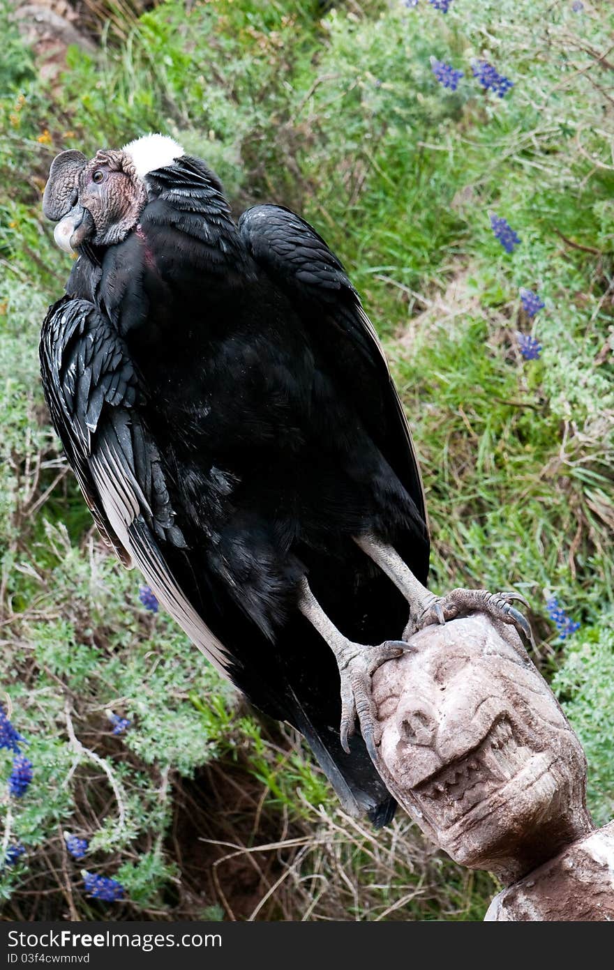 The picture of one of the biggest birds of the world. The picture of one of the biggest birds of the world