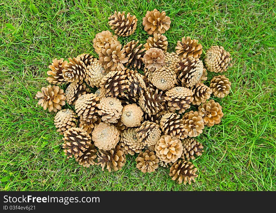 Fir cones