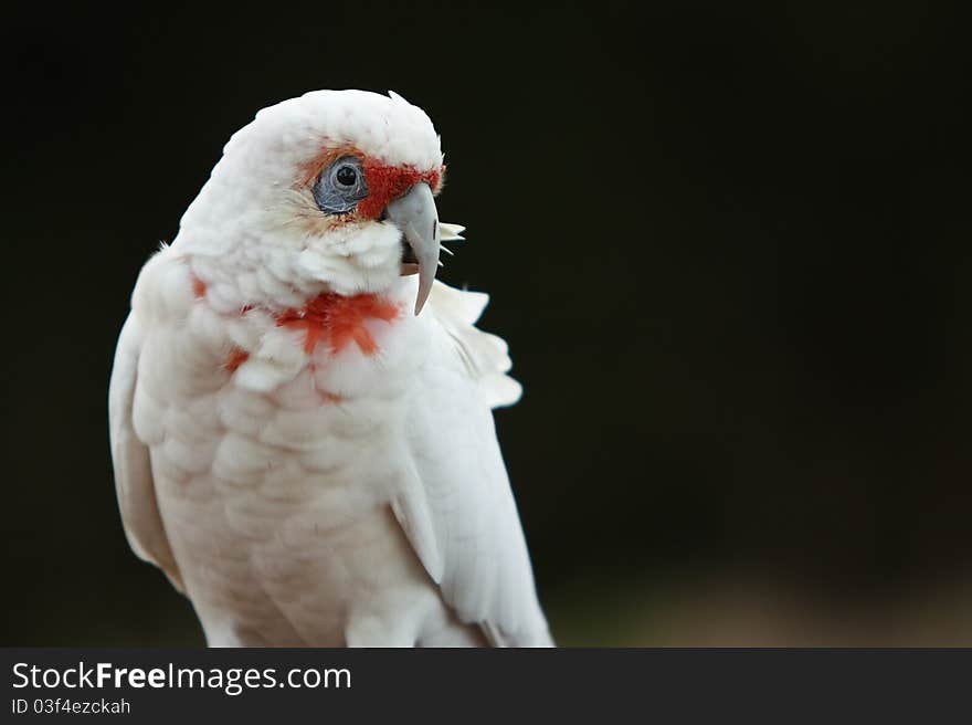 Australian Gala bird on dark background. Australian Gala bird on dark background.