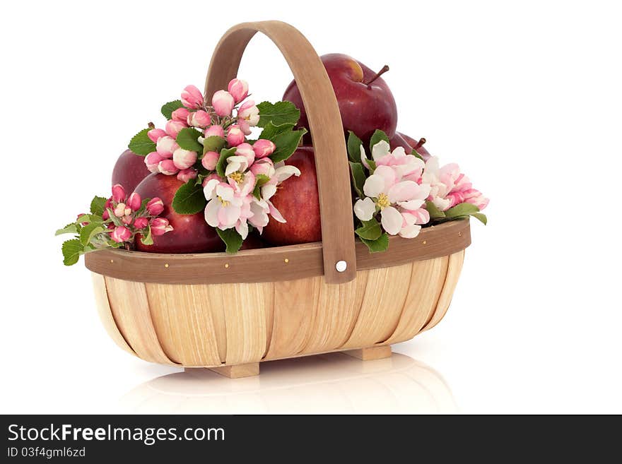 Apple flower blossom and leaf sprigs in a rustic wooden basket, isolated over white background. Empire variety.