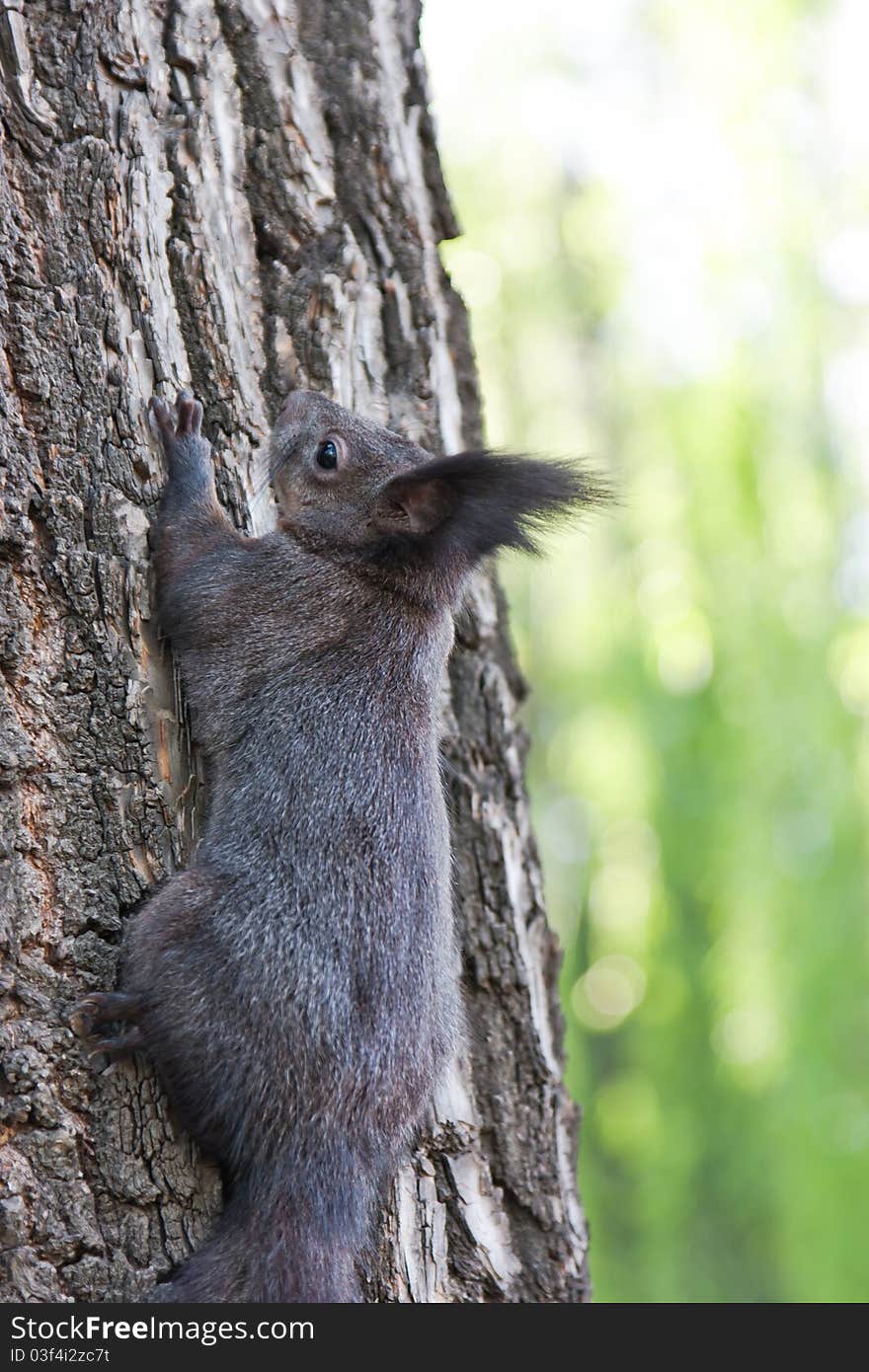 A squirrel are climbing the tree. A squirrel are climbing the tree