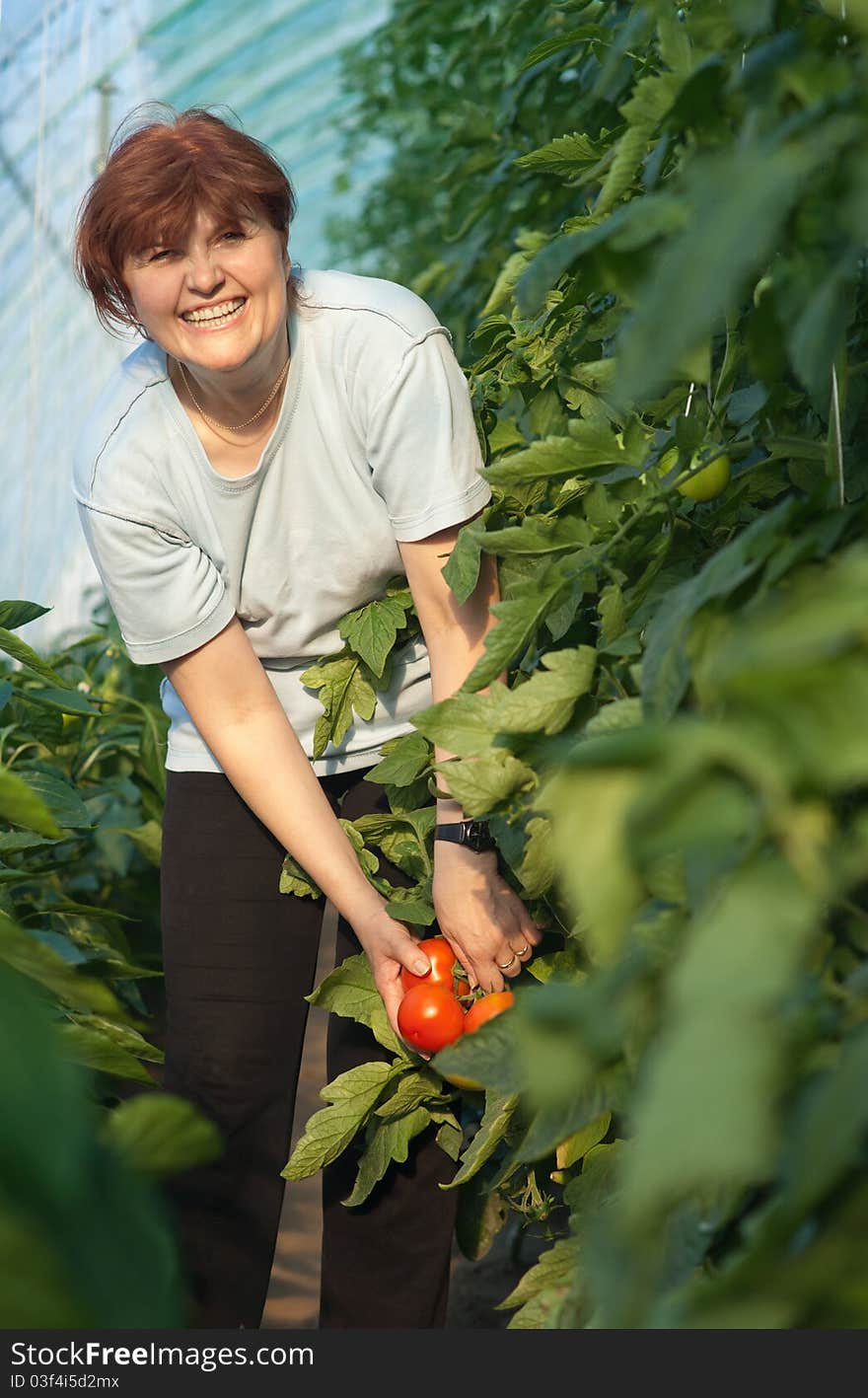 Women picked tomatoes in greenhouse