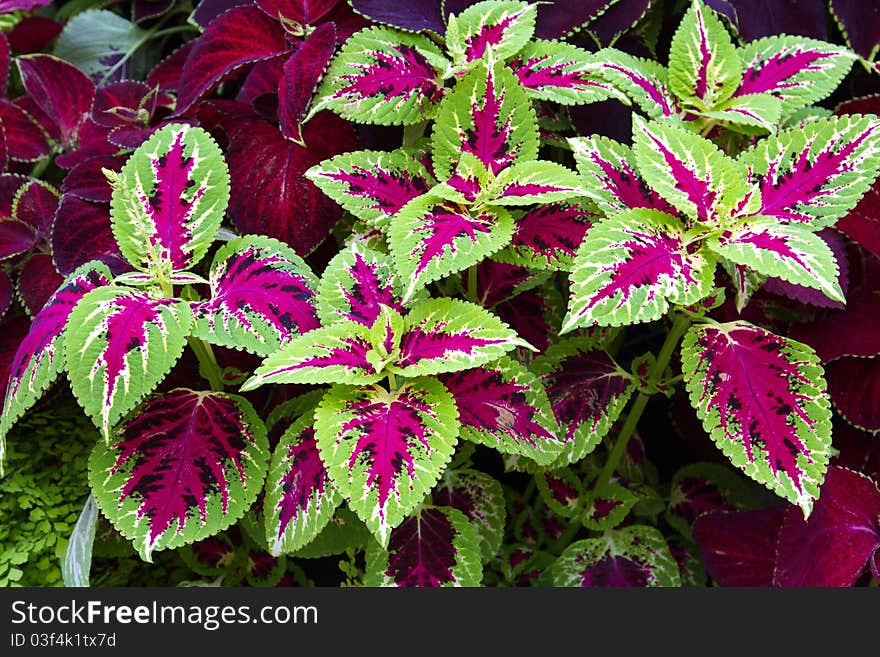 Green and pink Cholea plants in garden.