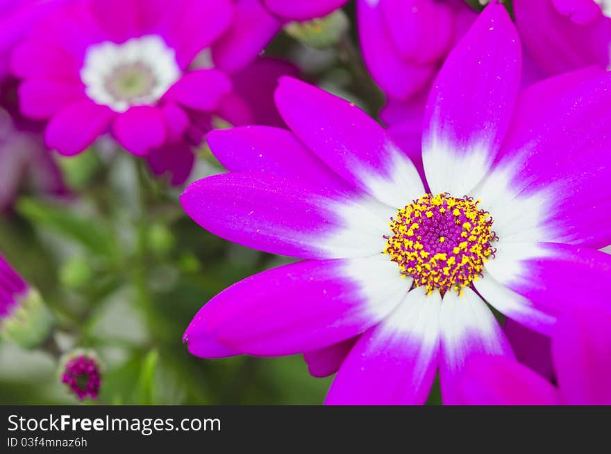 Violet Flowers during Spring, Tuscany, Italy. Violet Flowers during Spring, Tuscany, Italy