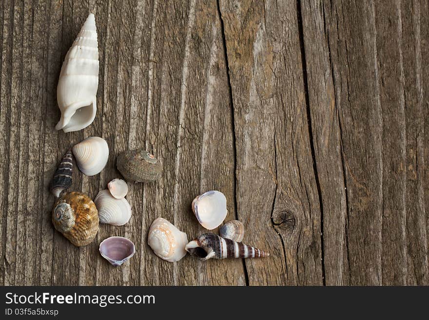 Sea shells collection on old wooden background. Sea shells collection on old wooden background