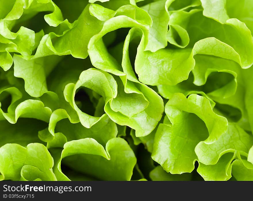 A lettuce is on the table. Close-up