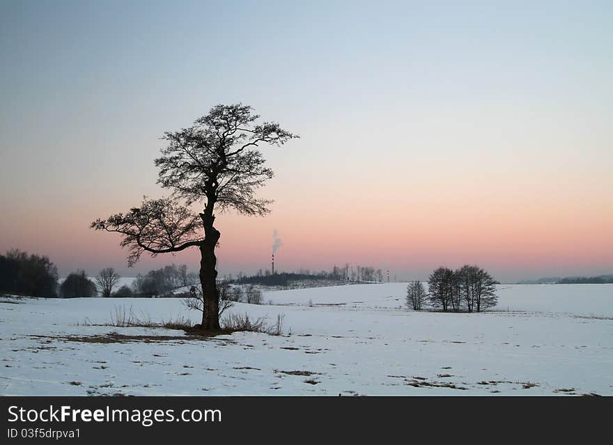 Early morning with tree alone