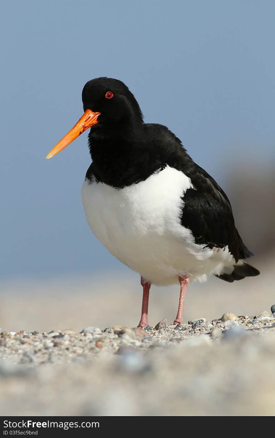 Oystercatcher