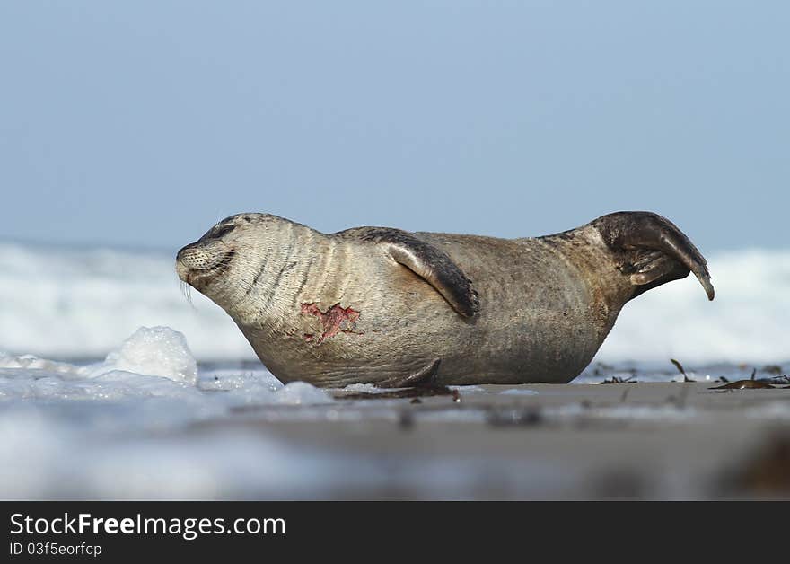 Seal By The Sea