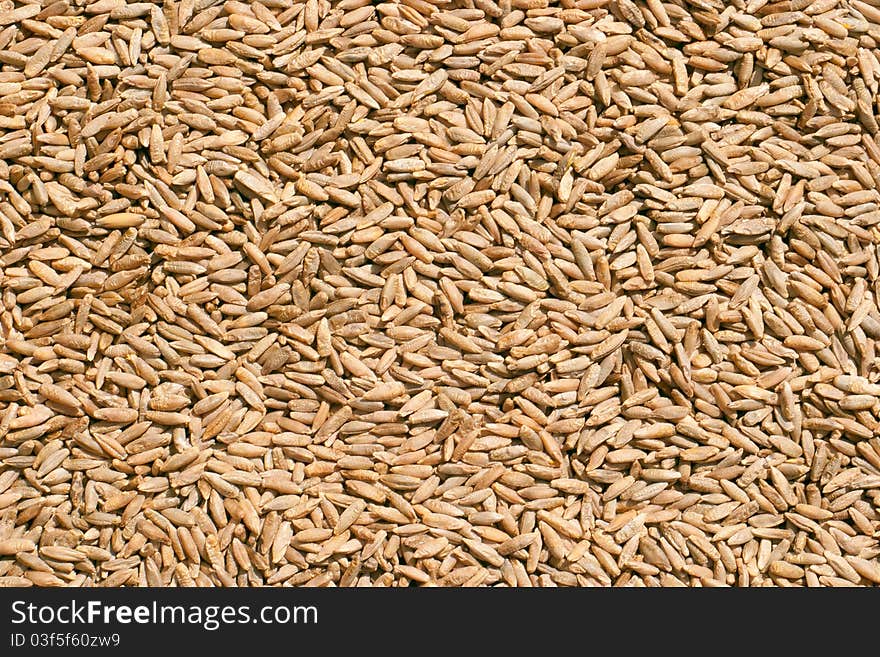 Whole grain wheat, closeup, macrograph. Design element for any purpose. Whole grain wheat, closeup, macrograph. Design element for any purpose