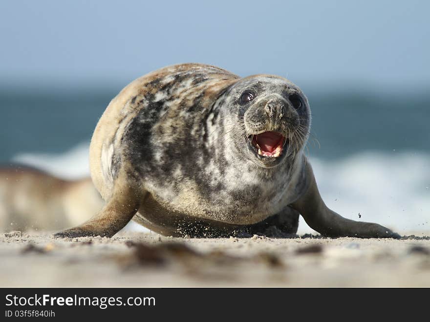 Adorable seal with mouth opened running. Adorable seal with mouth opened running