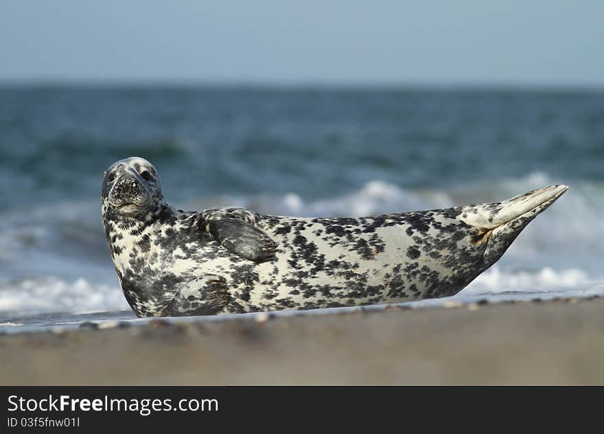 Nice seal having a rest by the sea. Nice seal having a rest by the sea