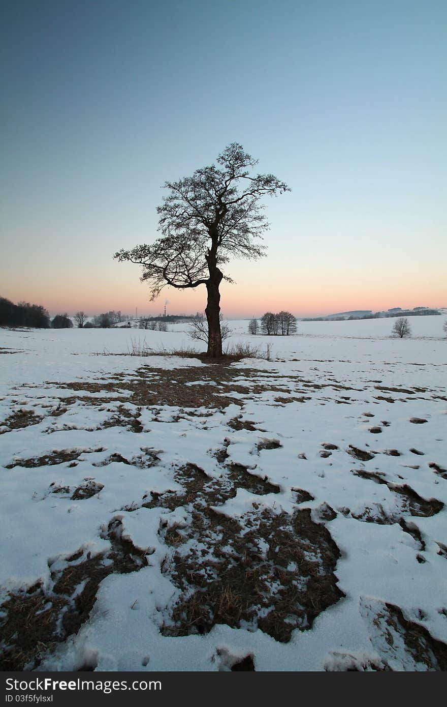 Morning Tree