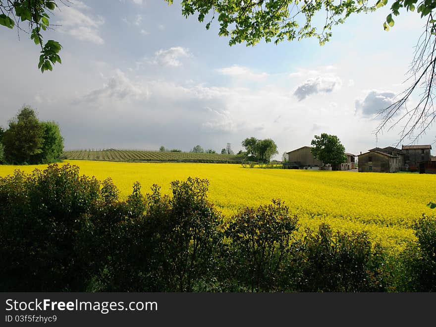 Field of yellow flowers in spring in Veneto. Field of yellow flowers in spring in Veneto