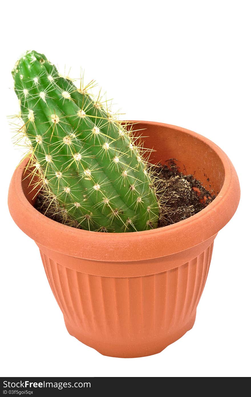 Cactus in a pot. Isolated on white background