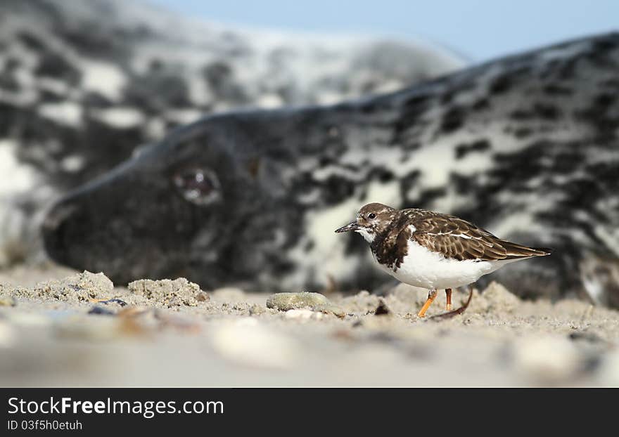 Bird In Front Of The Seal