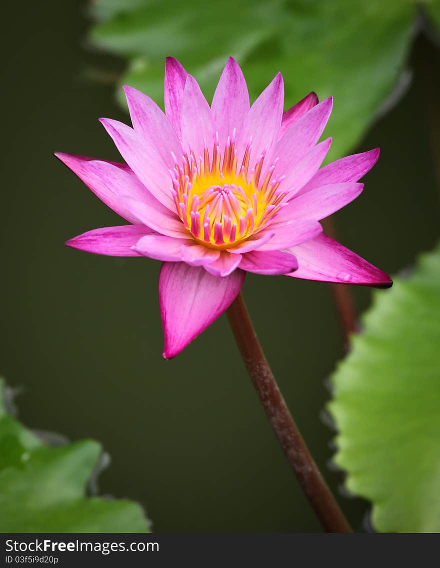 Closeup of a Pink Water Lily