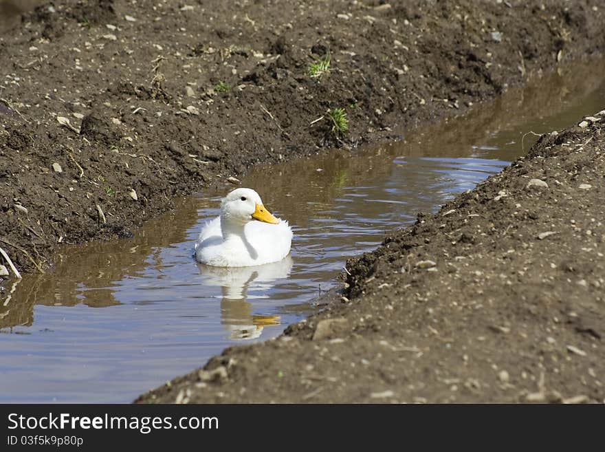 White ducks