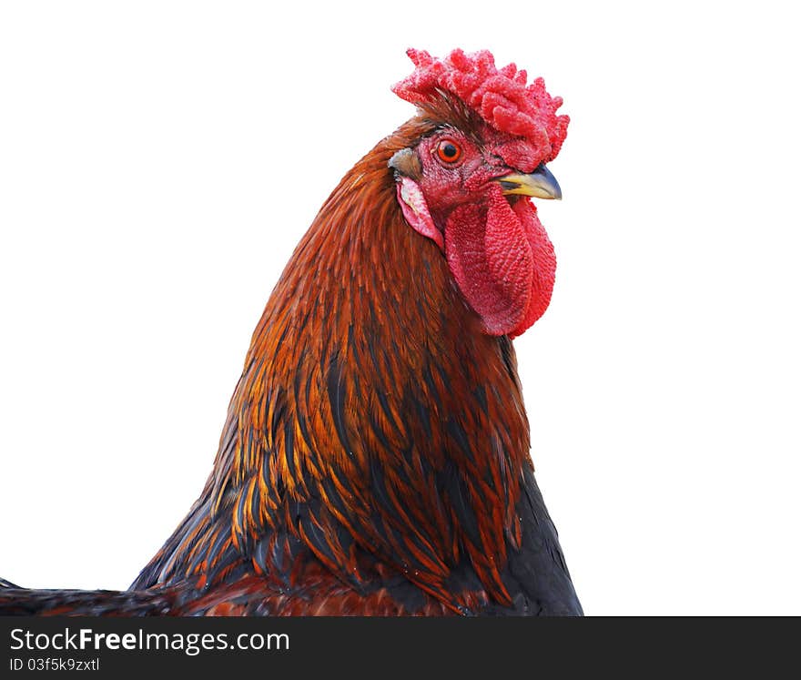 Head of ruster close up isolated over white. Head of ruster close up isolated over white