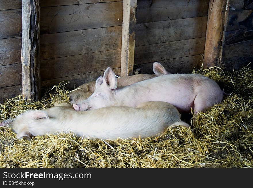 Pigs Sleeping In Barn