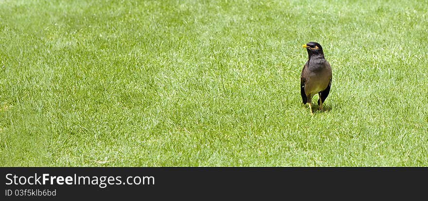 Bird on the grass