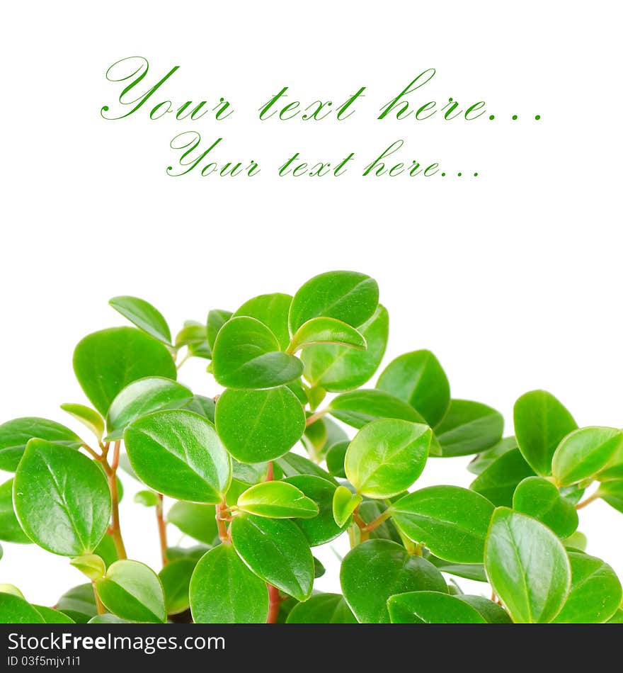 Green leafs isolated with space for text. Green leafs isolated with space for text