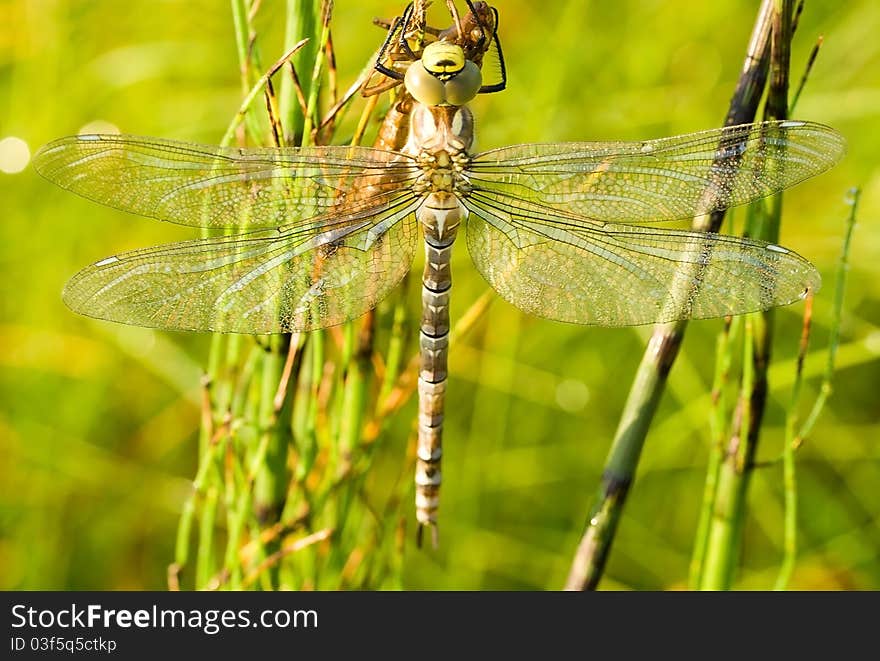 Dragonfly against green grass background