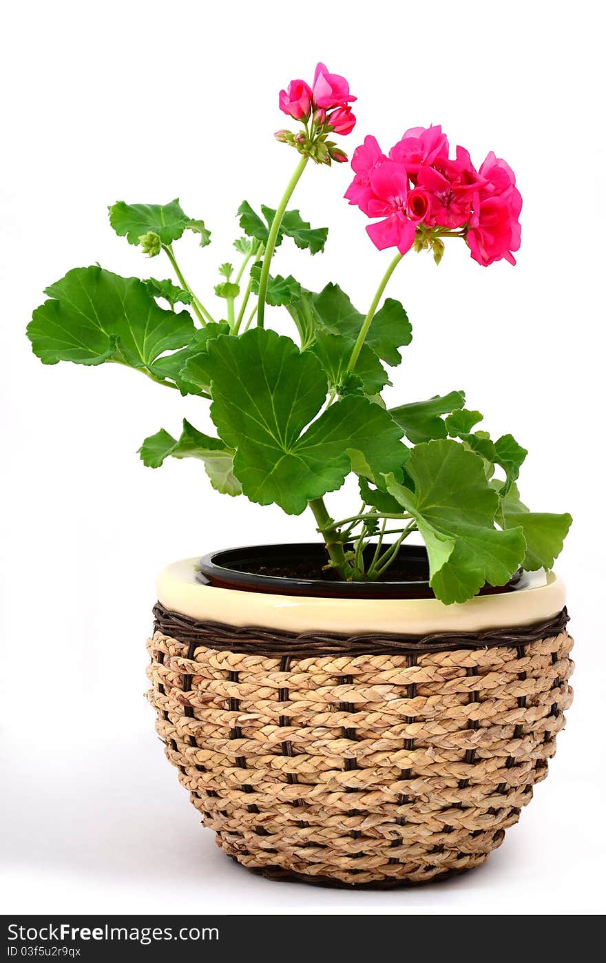 Flower with blossom growing in a flower pot isolated on white background. Flower with blossom growing in a flower pot isolated on white background