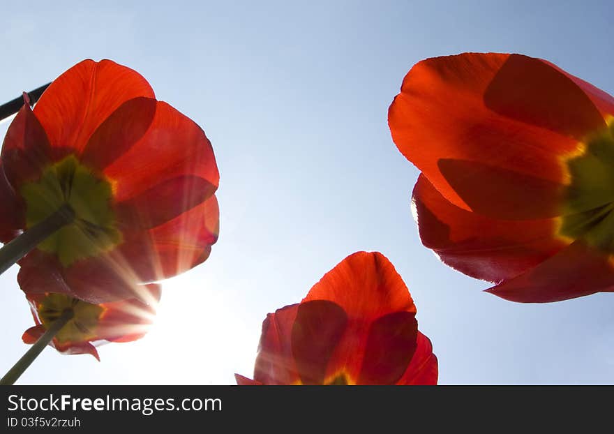 Red tulips with blue sky and sunrays