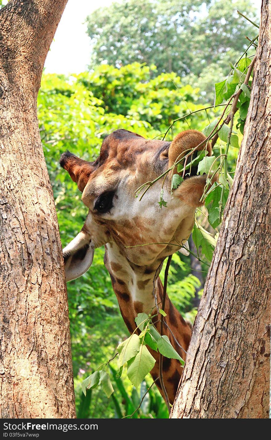 Giraffe eating green leaves from tree in Thailand