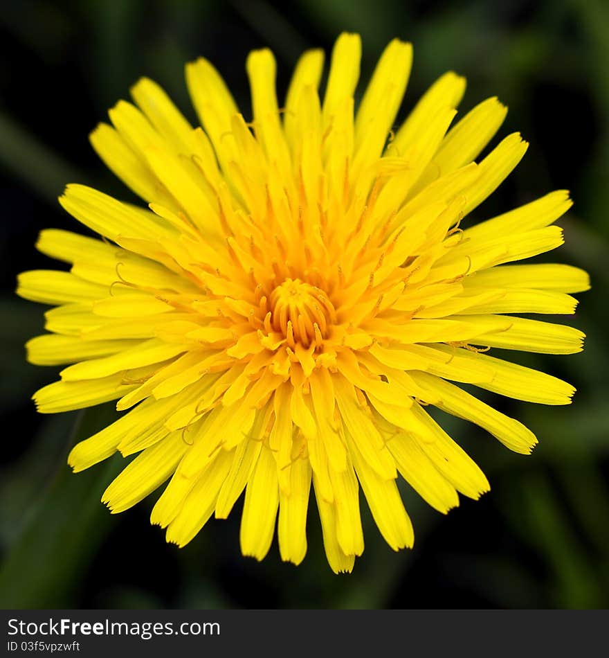 Taraxacum officinale wild in the forest