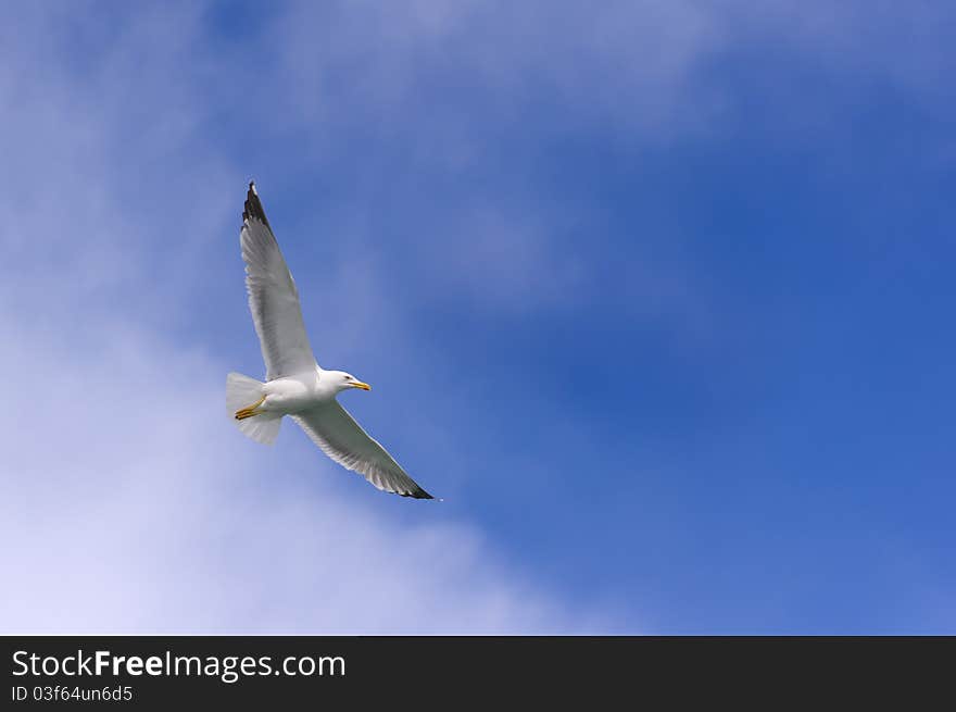 A sea gull fly in the beautiful blue sky. A sea gull fly in the beautiful blue sky