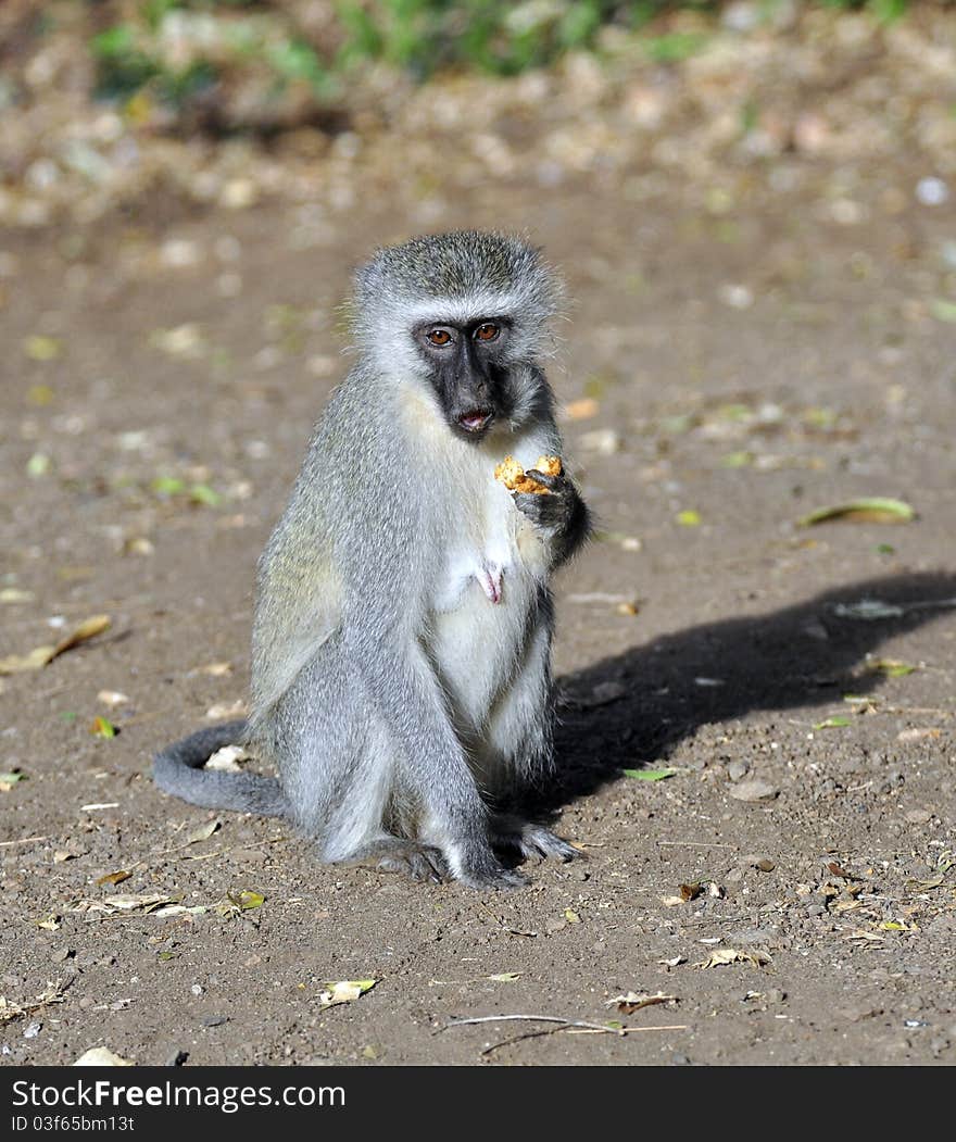 Vervet Monkey