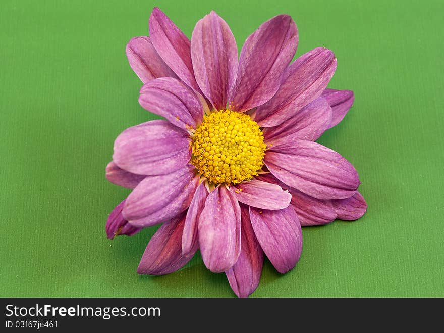 Violet daisy Spotlight on green background. Violet daisy Spotlight on green background