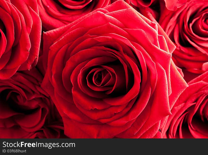 Red roses