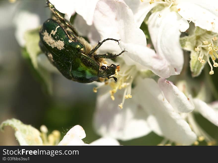 Rose chafer (Cetonia aurata) on white flower