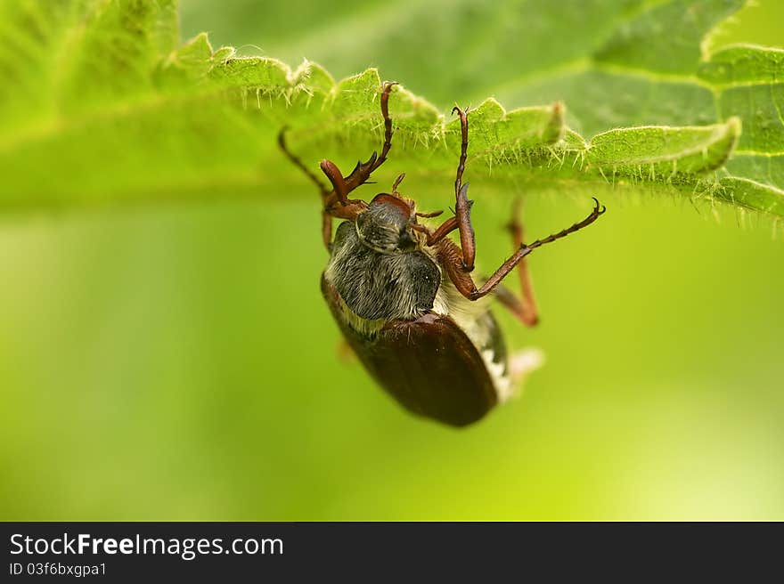 Cockchafer a.k.a may bug, billy witch, or spang beetle on the leaf