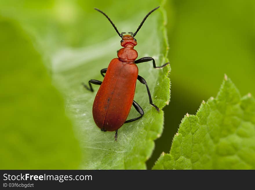 Red lily leaf beetle bug on the green leaf in the garden