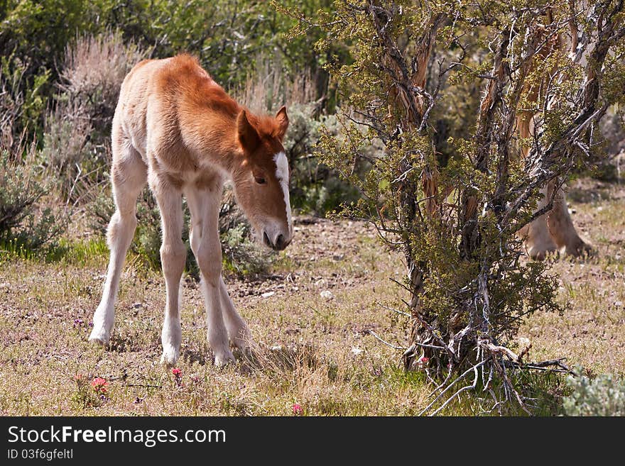 Wild Foal In Nevada Desert