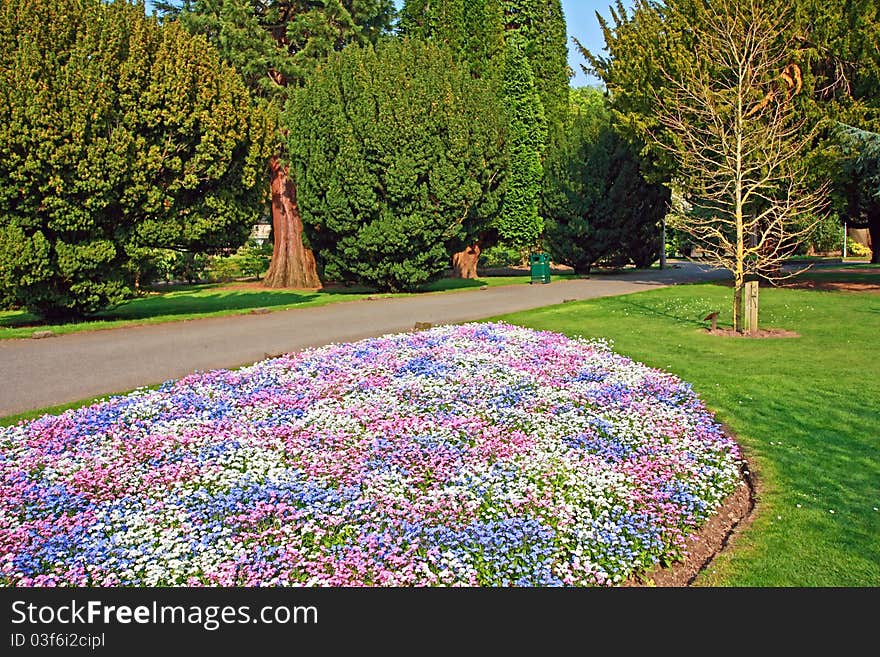 Beautiful park with 3 colour flowers, forget me nots