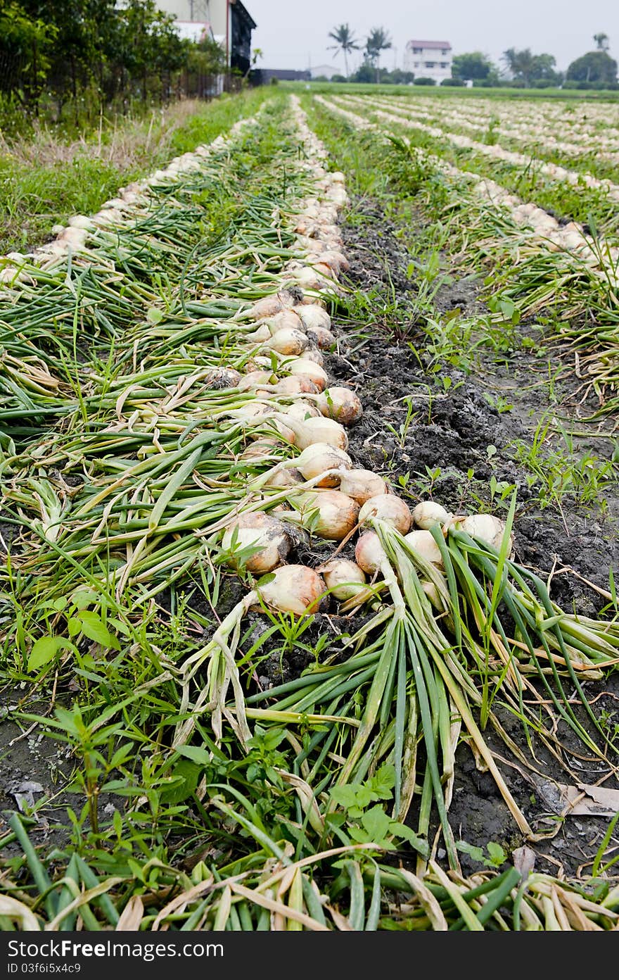 Vegetable onion Harvesting