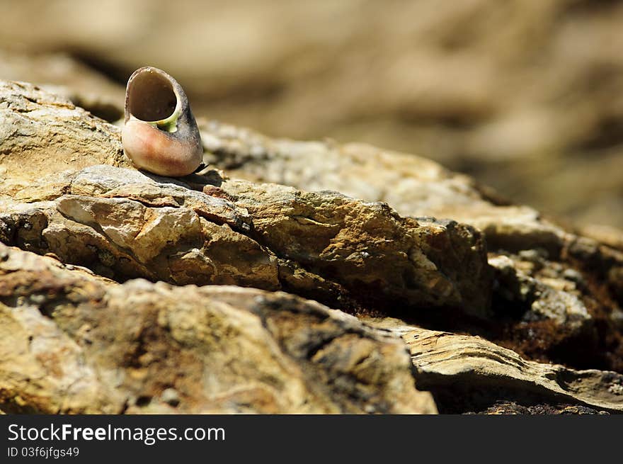 A snail shell sitting on top of a rock formation on the coast of Newport Beach,CA. A snail shell sitting on top of a rock formation on the coast of Newport Beach,CA.