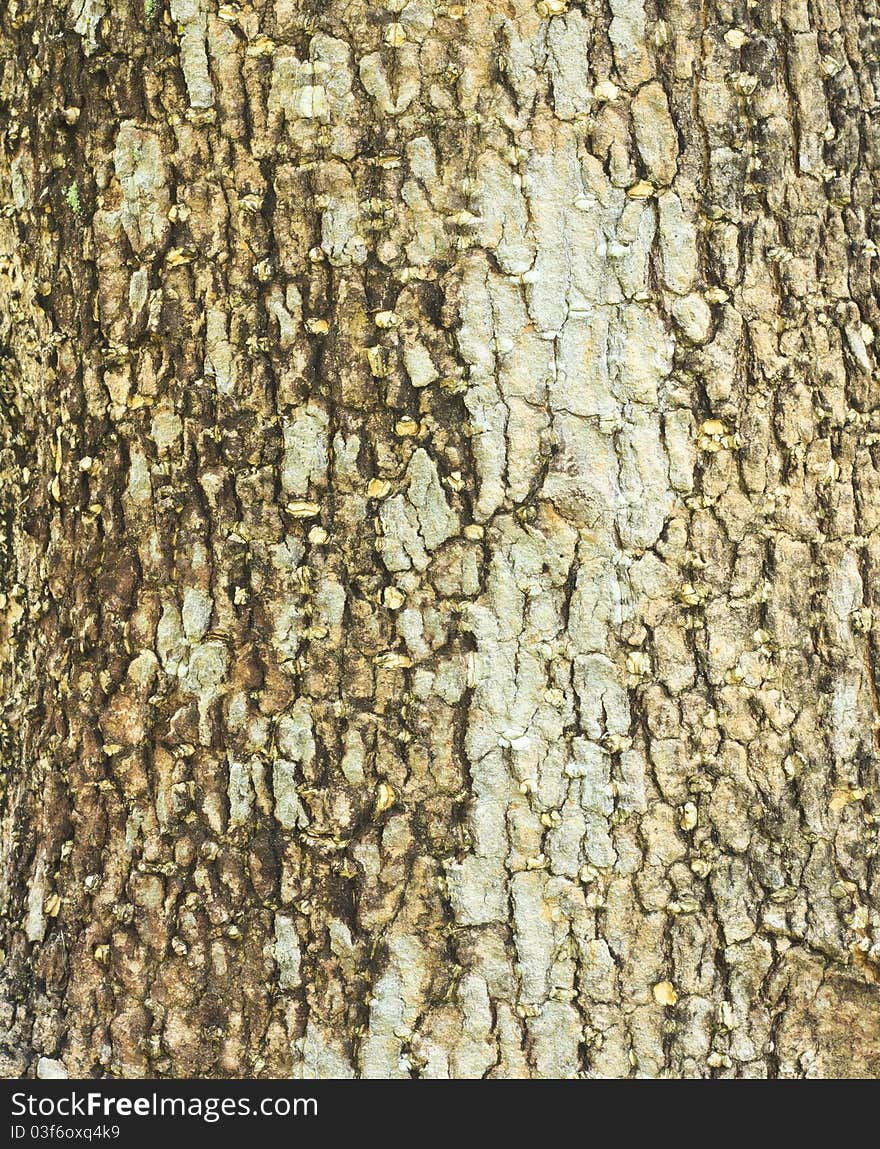 Bark, which is different depending on the type of wood each. Bark, which is different depending on the type of wood each.