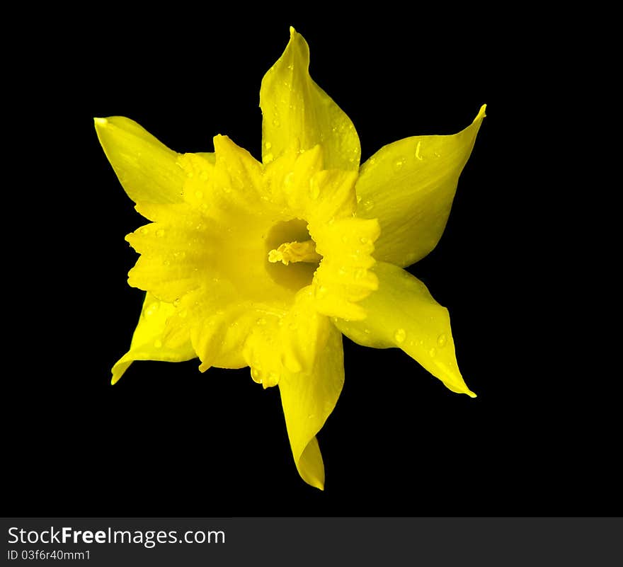 Yellow Daffodil Flower With Water Drops