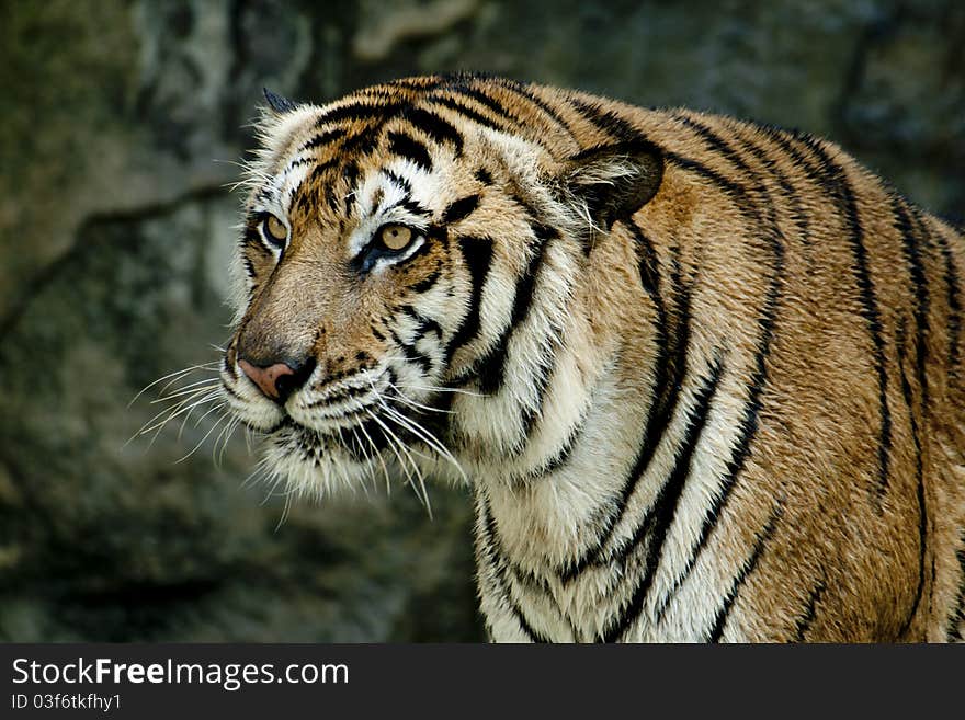 Tiger in the zoo thailand.