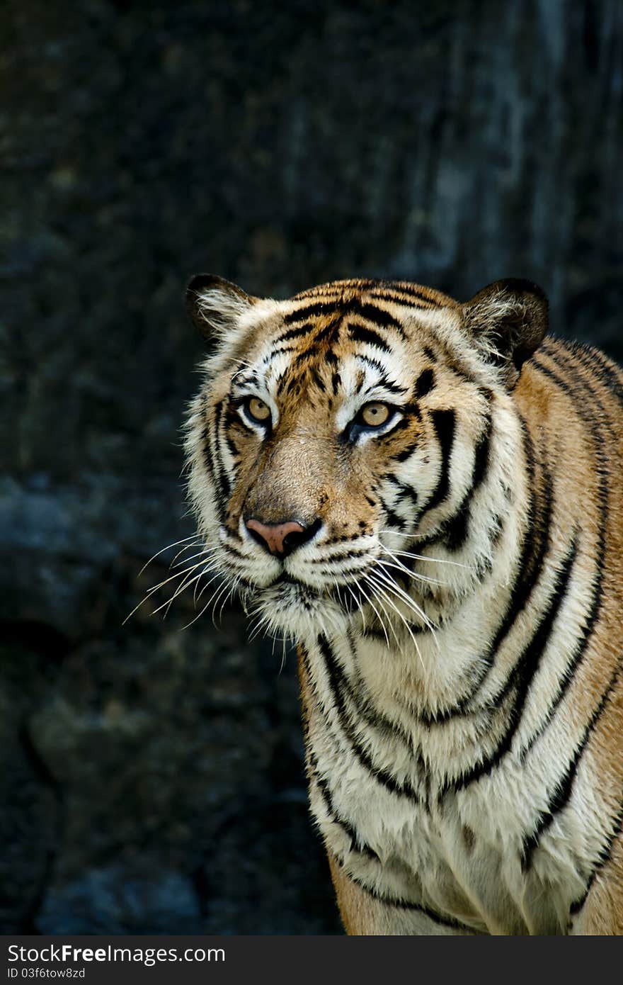 Tiger in the zoo thailand.