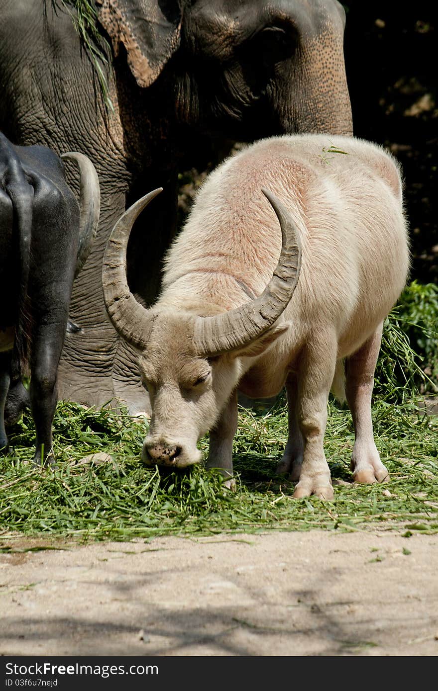 White buffalo in Thailand