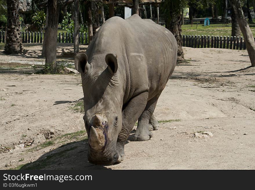 Rhinoceros in the zoo Khao Kheow chonburi thailand.