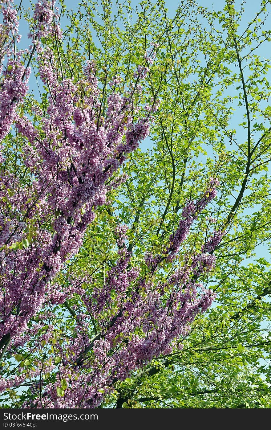 Violet lilac branch in background. Violet lilac branch in background