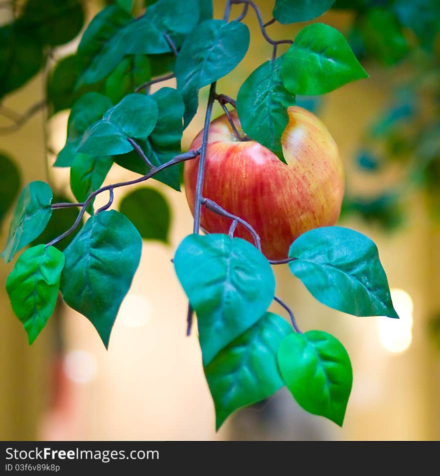 Waxen apple